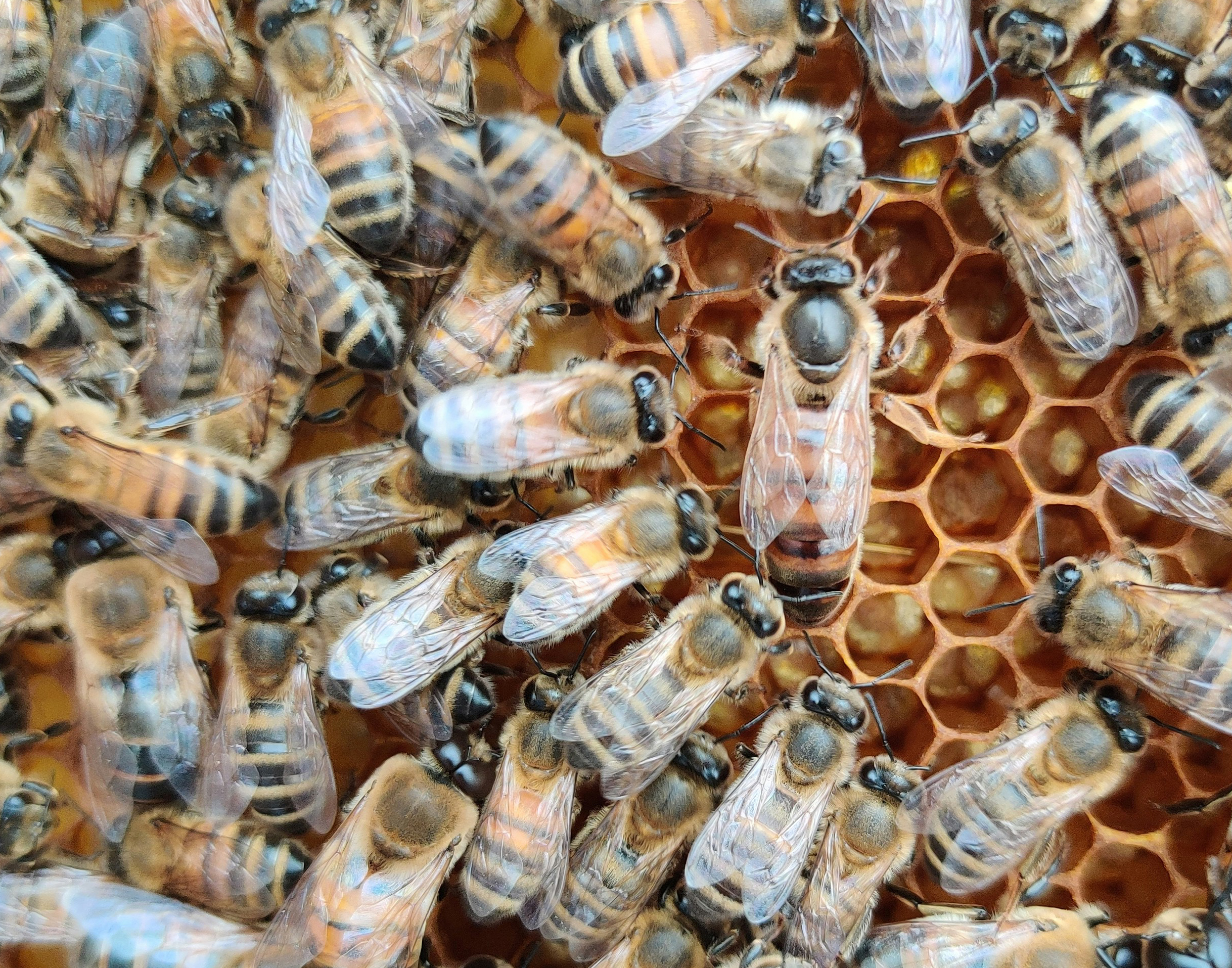 queen honey bee photo by damien tupinier